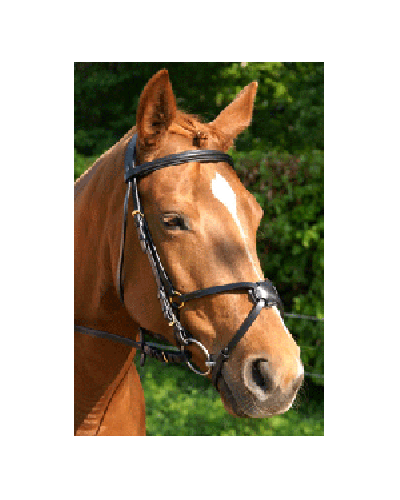 Mexicaans Hoofdstel HB